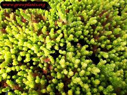 Attēlu rezultāti vaicājumam “Sedum acre leaf”