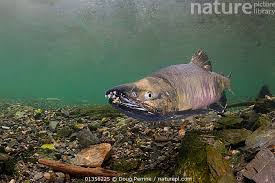 Image result for Oncorhynchus keta