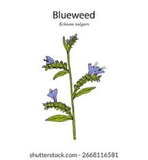 Attēlu rezultāti vaicājumam “Echium vulgare leaf”