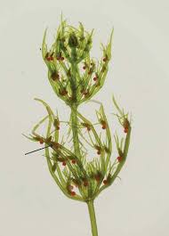 Attēlu rezultāti vaicājumam “Chara hispida”