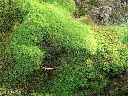 Attēlu rezultāti vaicājumam “Gymnostomum aeruginosum”