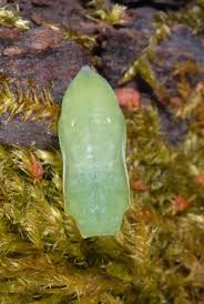 Attēlu rezultāti vaicājumam “Lopinga achine upperside”