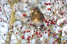 Attēlu rezultāti vaicājumam “Turdus pilaris adult”