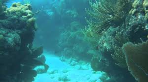 Image result for Looe Diving Club