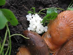 Attēlu rezultāti vaicājumam “Krynickillus melanocephalus”