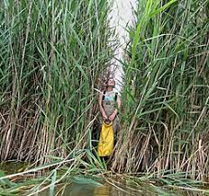 Attēlu rezultāti vaicājumam “Phragmites communis fruit”