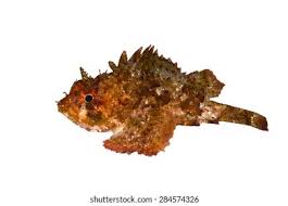 Image result for Scorpaena porcus