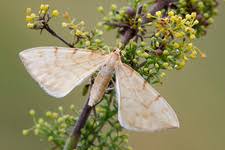 Attēlu rezultāti vaicājumam “Eulithis pyraliata”