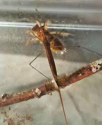 Attēlu rezultāti vaicājumam “Ranatra linearis”