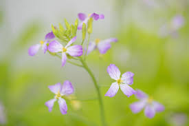 Attēlu rezultāti vaicājumam “Raphanus raphanistrum flower”