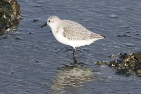 Attēlu rezultāti vaicājumam “Calidris alba”
