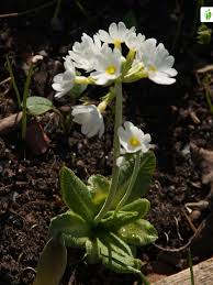Attēlu rezultāti vaicājumam “Primula farinosa fruit”