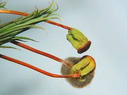 Attēlu rezultāti vaicājumam “Polytrichum commune sporophyte”