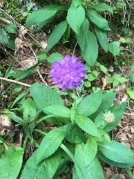 Image result for Knautia dipsacifolia