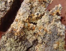 Attēlu rezultāti vaicājumam “Chaenotheca ferruginea”