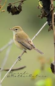 Attēlu rezultāti vaicājumam “Hippolais caligata adult”