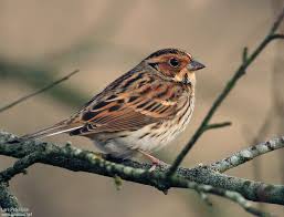 Image result for Emberiza pusilla