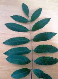 Attēlu rezultāti vaicājumam “Sorbus aucuparia leaf”
