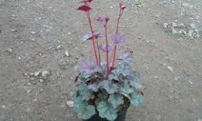 Image result for Heuchera `Swirling Fantasy`