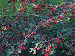 Attēlu rezultāti vaicājumam “Cotoneaster multiflorus leaf”