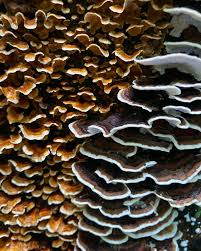 Attēlu rezultāti vaicājumam “Polyporus tubaeformis”