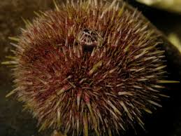 Image result for Strongylocentrotus droebachiensis