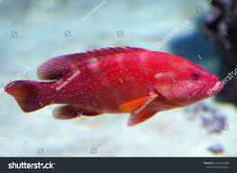 Image result for Epinephelus morio