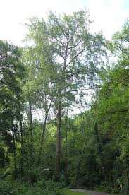 Attēlu rezultāti vaicājumam “Populus x jackii”