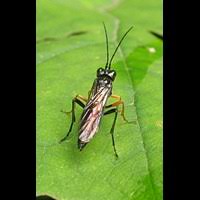 Attēlu rezultāti vaicājumam “Tenthredo mandibularis”