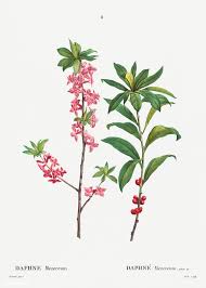 Attēlu rezultāti vaicājumam “Daphne mezereum flower”