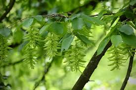 Attēlu rezultāti vaicājumam “Carpinus betulus fruit”