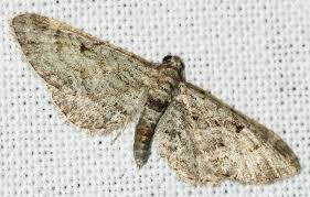 Attēlu rezultāti vaicājumam “Eupithecia exiguata”