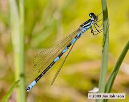 Attēlu rezultāti vaicājumam “Coenagrion armatum female”