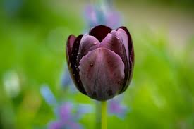 Attēlu rezultāti vaicājumam “Tulipa gesneriana”