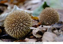 Attēlu rezultāti vaicājumam “Lycoperdon echinatum”