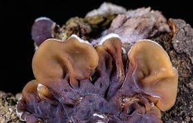 Attēlu rezultāti vaicājumam “Auricularia mesenterica”