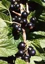 Black Currant - Medicinal Herb Info