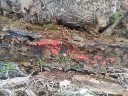 Attēlu rezultāti vaicājumam “Lycogala persicum macro”