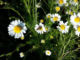 Attēlu rezultāti vaicājumam “Tripleurospermum inodorum flower”