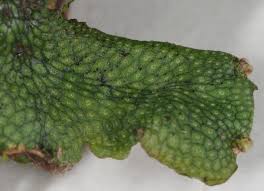 Attēlu rezultāti vaicājumam “Conocephalum salebrosum”