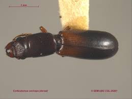 Attēlu rezultāti vaicājumam “Trogossitidae”