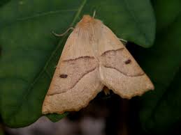 Attēlu rezultāti vaicājumam “Crocallis elinguaria”