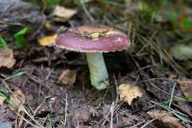 Attēlu rezultāti vaicājumam “Russula vesca”