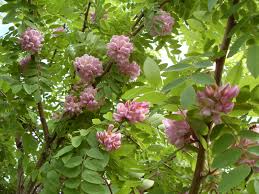 Attēlu rezultāti vaicājumam “Robinia”