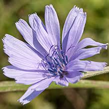 Attēlu rezultāti vaicājumam “Linaria loeselii fruit”