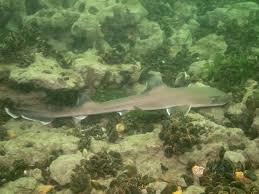 Image result for Mustelus canis