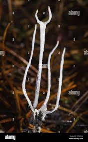 Attēlu rezultāti vaicājumam “Physarum bitectum”