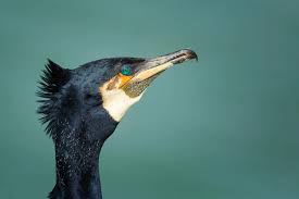 Image result for Phalacrocorax carbo
