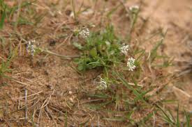 Attēlu rezultāti vaicājumam “Teesdalia nudicaulis”