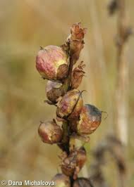 Attēlu rezultāti vaicājumam “Pedicularis sceptrum-carolinum leaf”